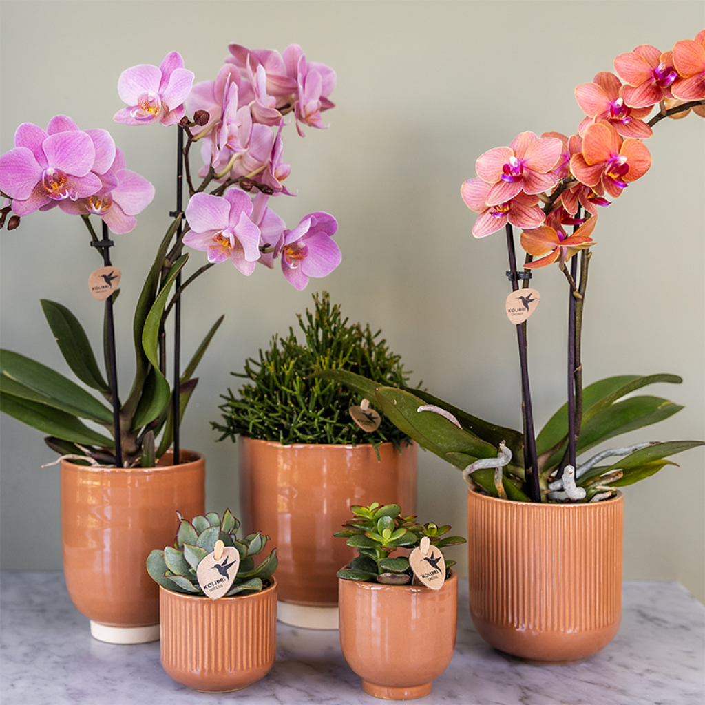 Kolibri Orchids | COMBI DEAL van 2 Phalaenopsis orchideeën - Treviso - potmaat Ø9cm | bloeiende kamerplant - vers van de kweker