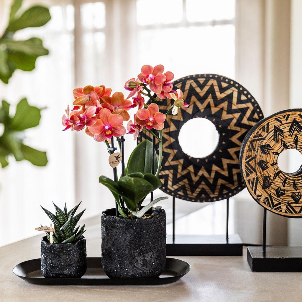 Kolibri Company | Plantenset Urban Nature small | Oranje Phalaenopsis Orchidee Bolzano en Succulent incl. keramieken sierpotten op zwart dienblad