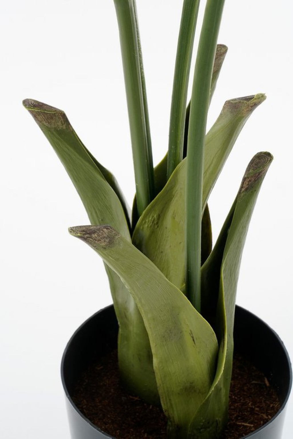 Fish tail Palm Artificial Plant in Pot - H150 x Ø100 cm - Green