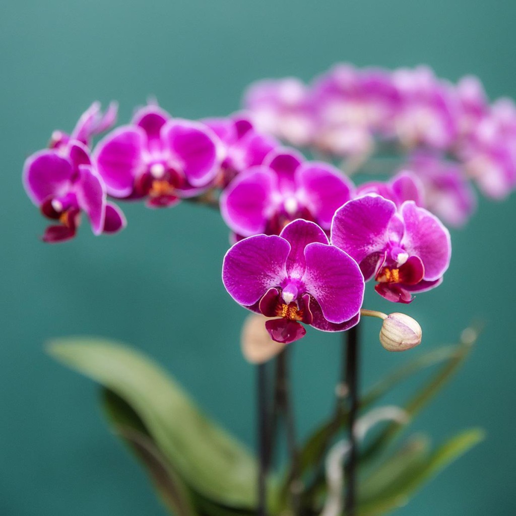 Kolibri Orchids | COMBI DEAL van 4 paarse phalaenopsis orchideeën - Morelia - potmaat Ø9cm | bloeiende kamerplant - vers van de kweker