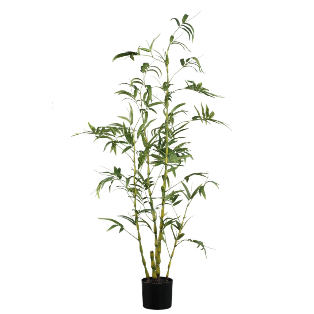 Tree Green Bamboo Tree In Pot