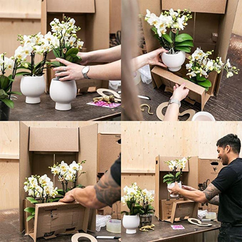 Kolibri Orchids | witte Phalaenopsis orchidee – Jamaica + Lush pot – potmaat Ø9cm | bloeiende kamerplant in bloempot - vers van de kweker