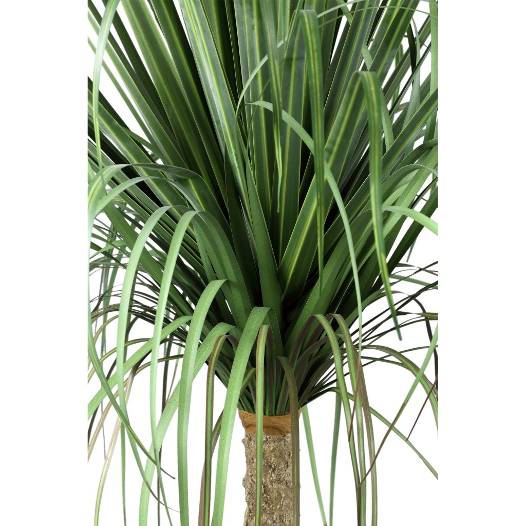 Leaves Plant Green Onion Grass On Coconut Tree A