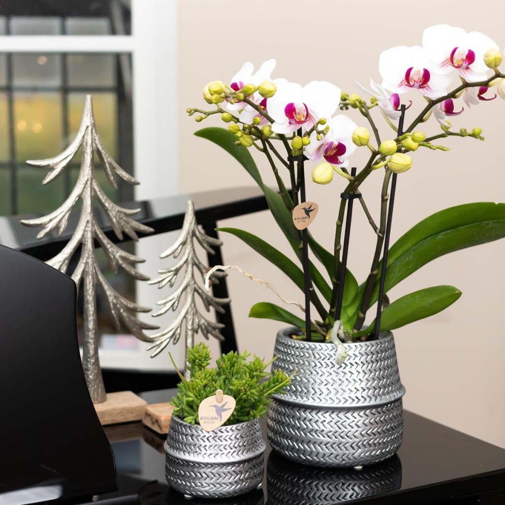 Kolibri Orchids | witte Phalaenopsis orchidee potmaat Ø9cm | Gibraltar | bloeiende kamerplant - vers van de kweker