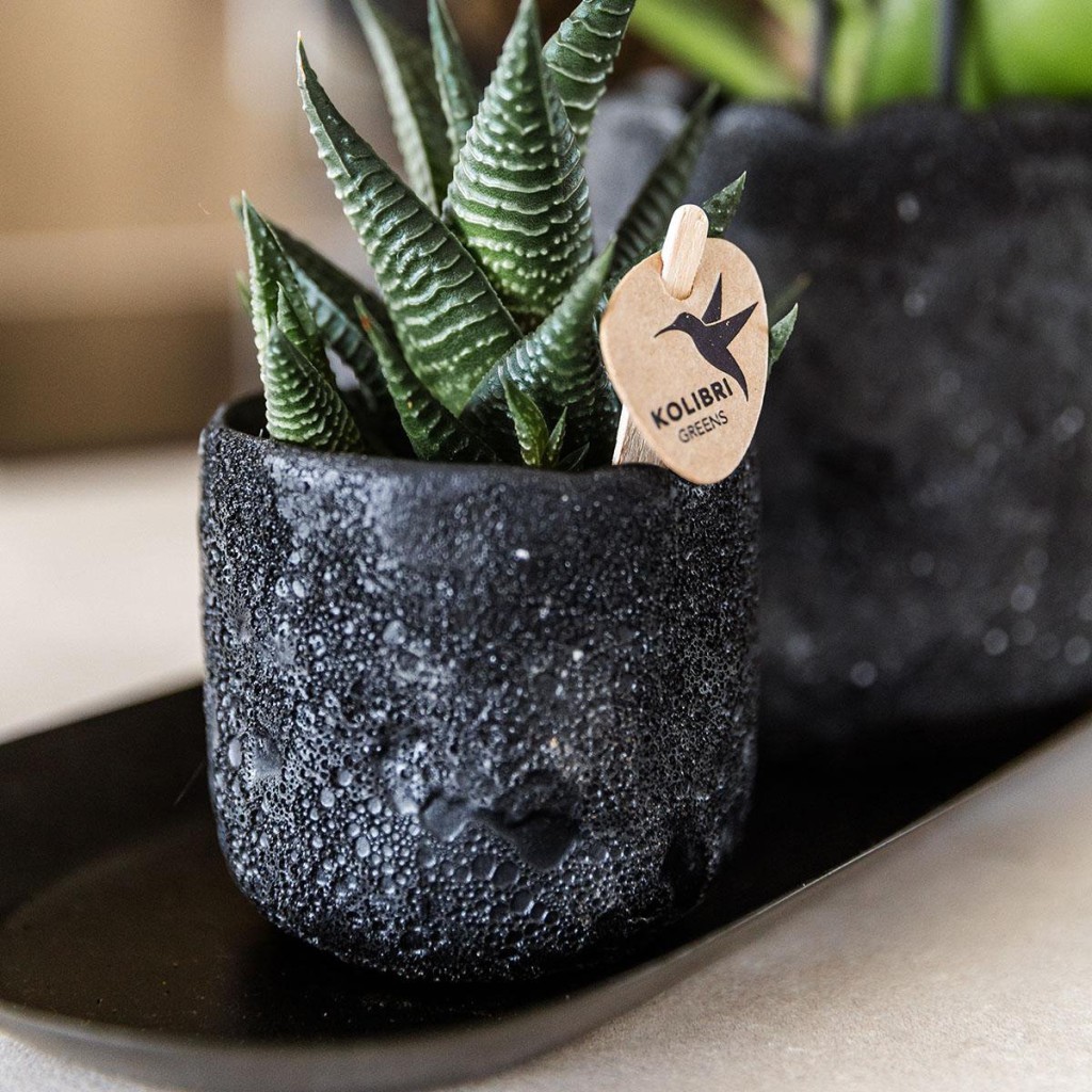 Kolibri Company | Plantenset Urban Nature small | Oranje Phalaenopsis Orchidee Bolzano en Succulent incl. keramieken sierpotten op zwart dienblad