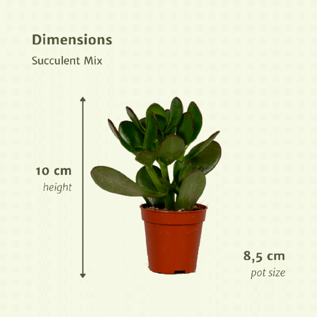 Everpring - Succulent mix - 18 pieces - 10 cm - Ø8.5