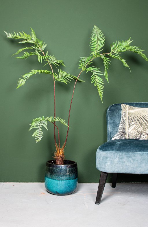 Fern Plant Green Sword Fern Plant In Black Pot