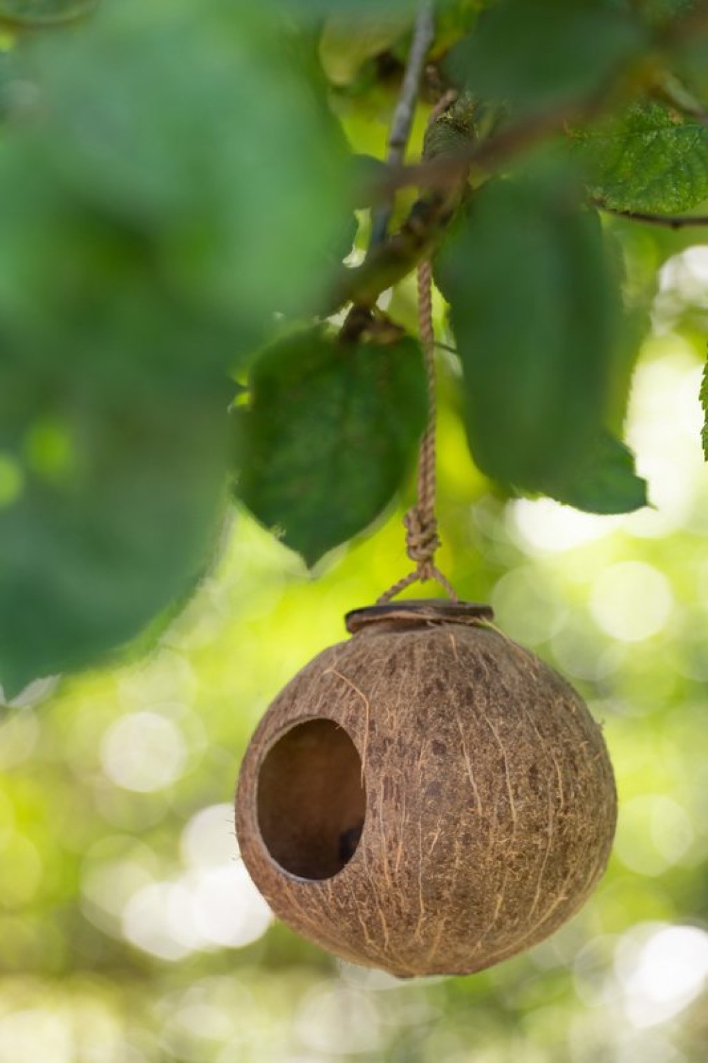 J-Line Coconut House decoration - birdhouse - wood - natural - L