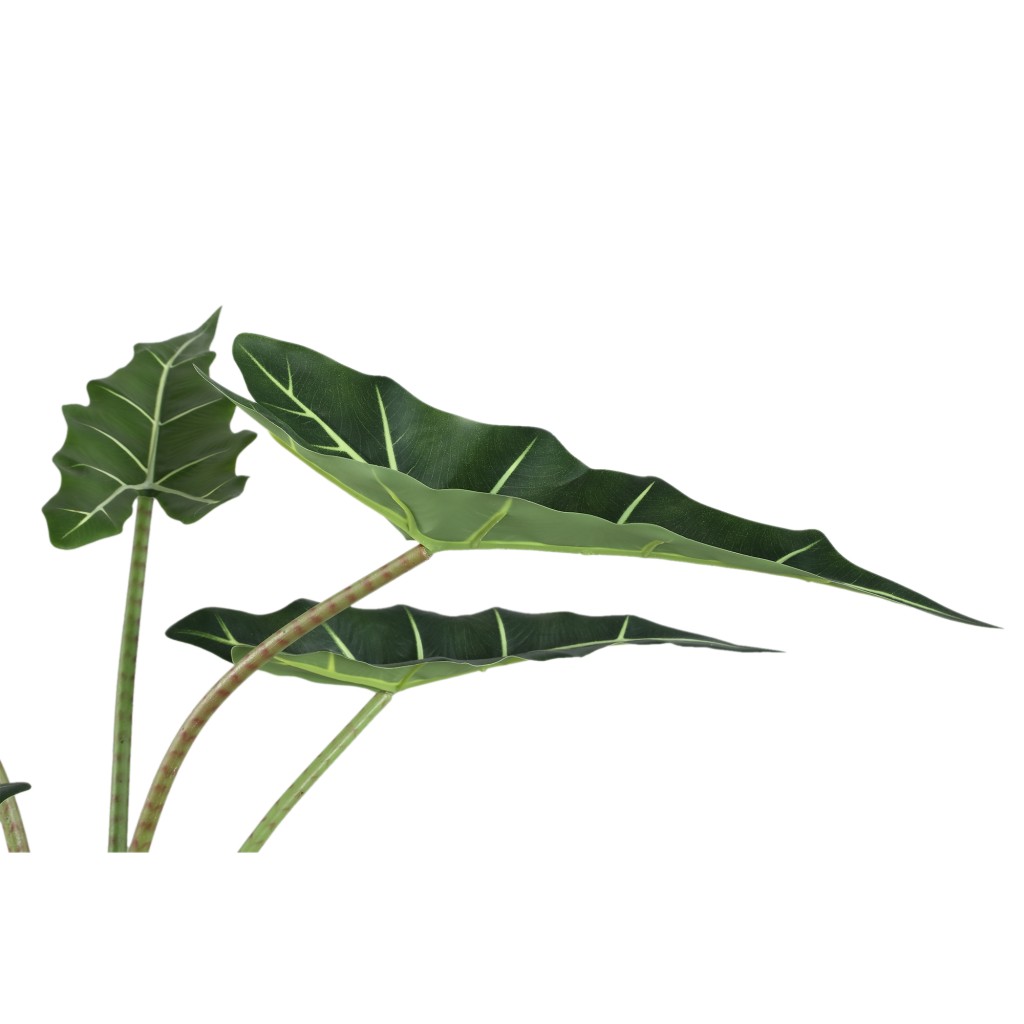 Leaves Plant Green Alocasia Plant In Pot S
