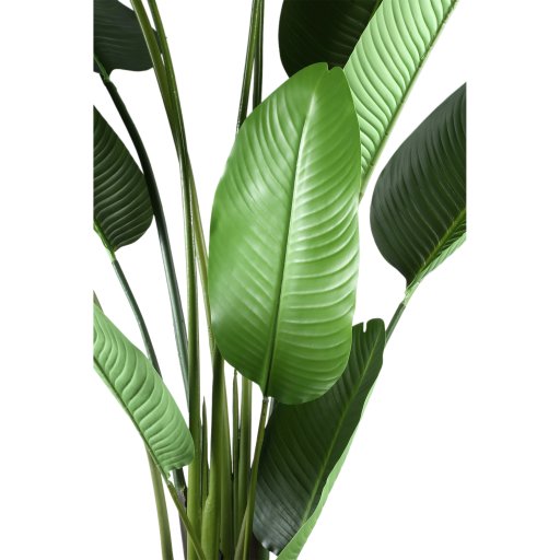 Leaves Plant Green PE Real Touch Strelitzia L