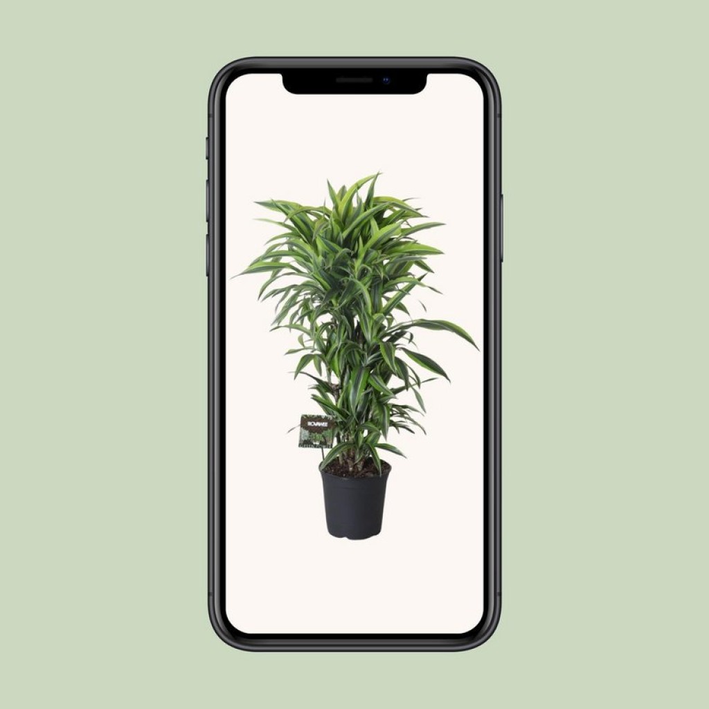 Dracaena Fragrans Lemon Lime branched - Ø27cm - ↕120cm