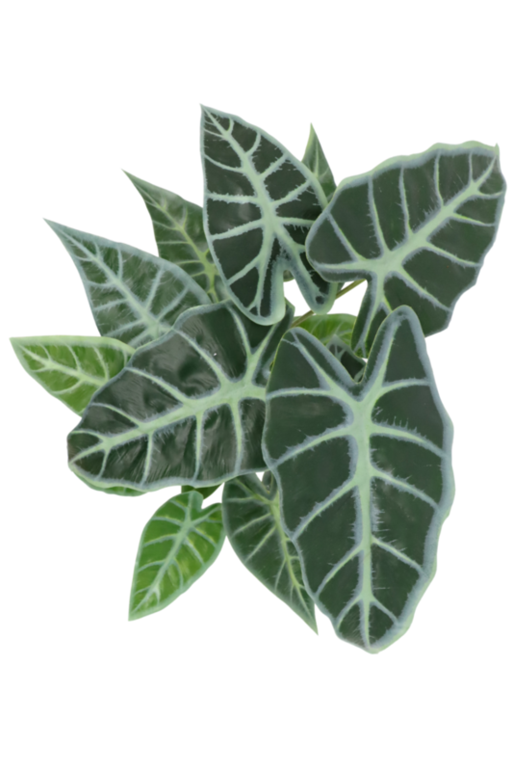 Caladium Kunstplant 38cm