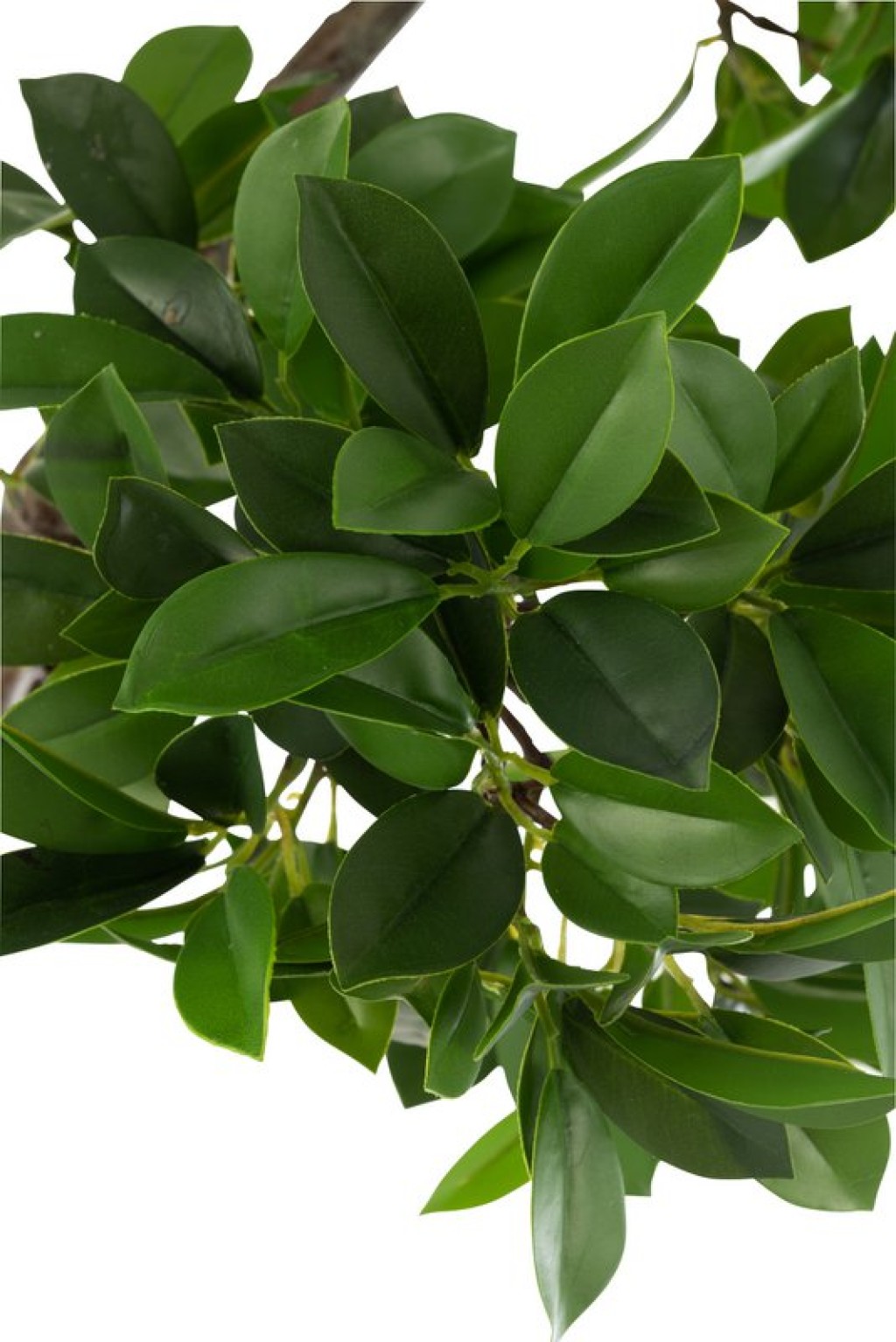J-Line Chinese Fig Ficus Tree In Pot Plastic Green/Black Large