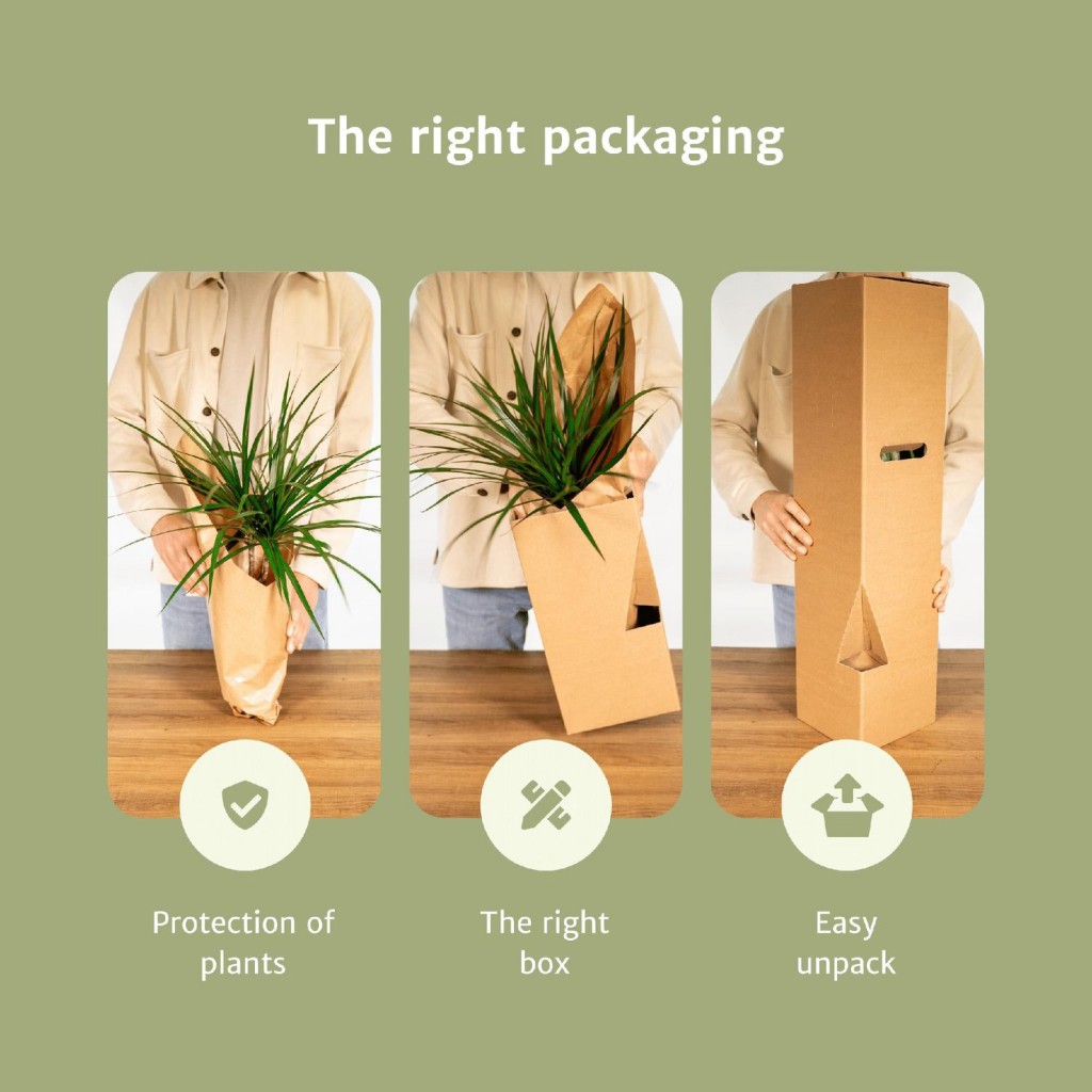 Makkelijke plantenbox - 4 kamerplanten - Ø14-Ø17cm - Diverse hoogtes