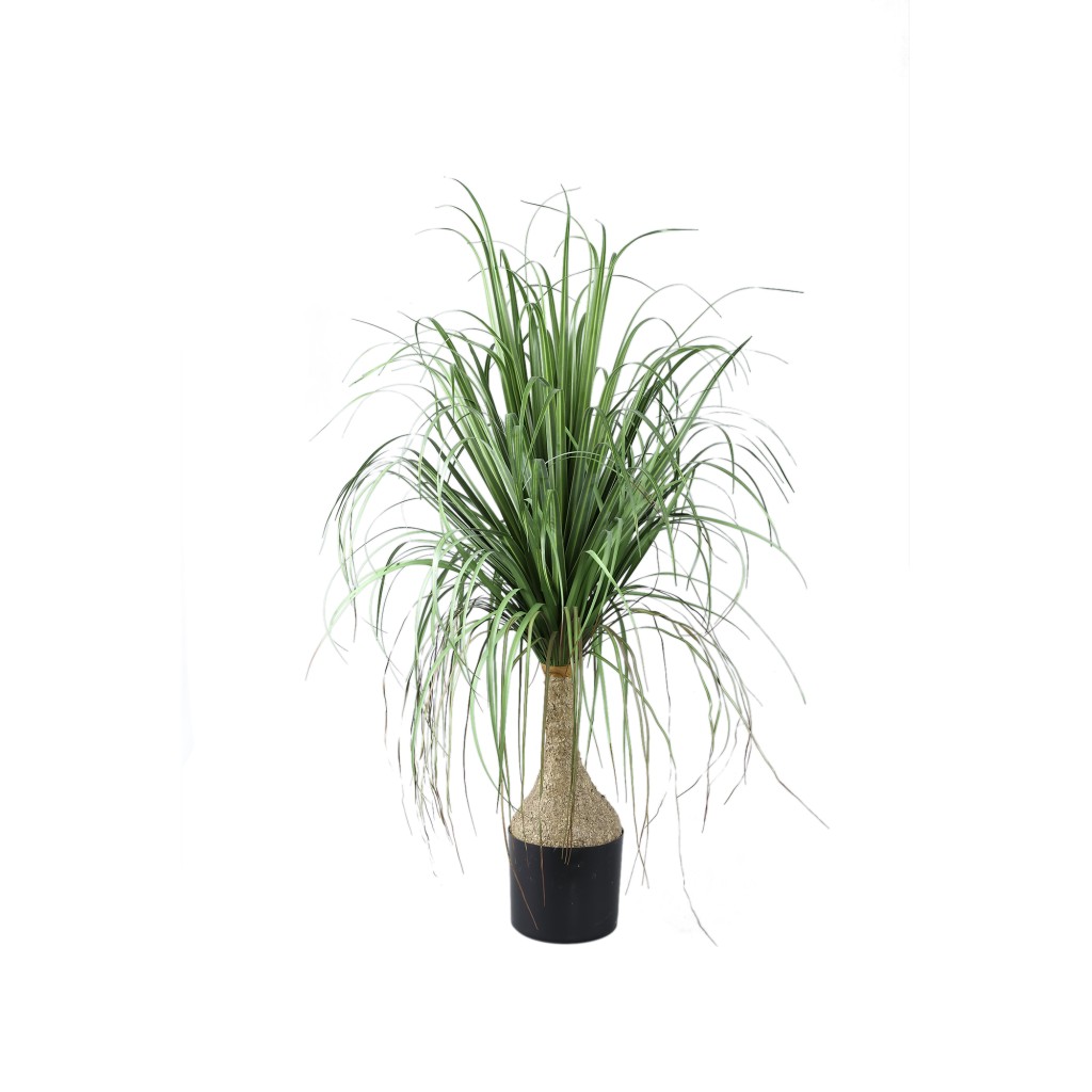 Leaves Plant Green Onion Grass On Coconut Tree A
