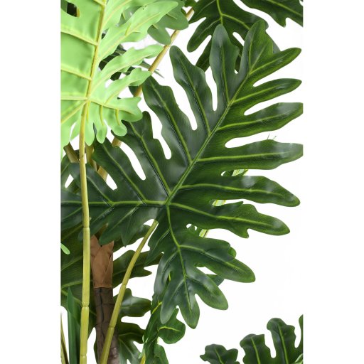Leaves Plant Green Philodendron In Black Pot L