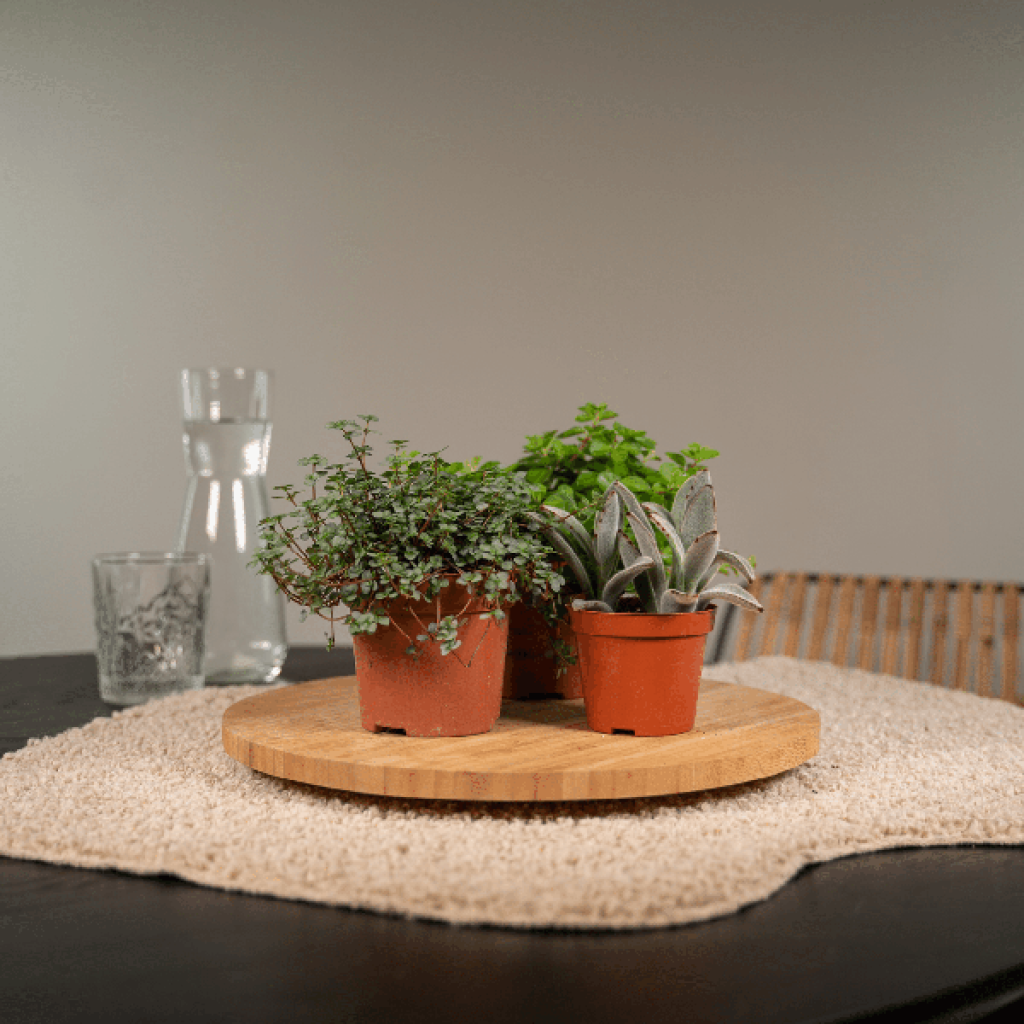 Everpring - Succulent mix - 18 pieces - 10 cm - Ø8.5