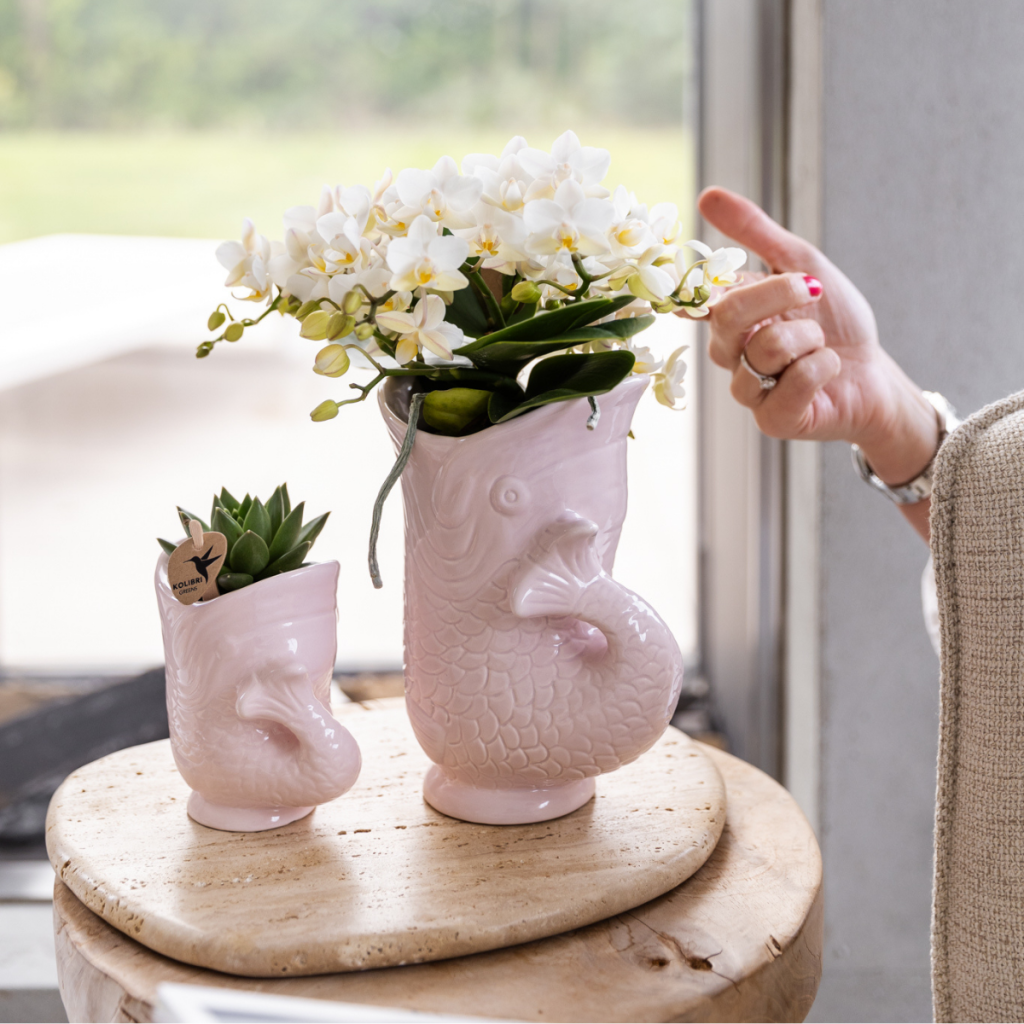 Colibr Orchids | Set witte orchidee nazaré en sappig in visertsen roze - potmate Ø9cm & Ø6cm | -Driverende kamerplant - vers van de teler