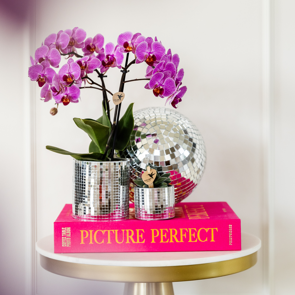 Kolibri Orchids | COMBI DEAL van 4 Phalaenopsis orchideeën - Vienna - potmaat Ø9cm | bloeiende kamerplant - vers van de kweker