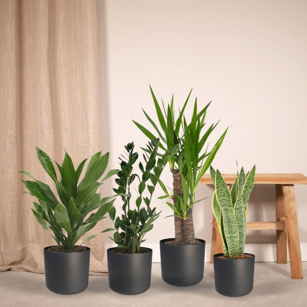 Makkelijke plantenbox - 4 kamerplanten - Ø14-Ø17cm - Diverse hoogtes