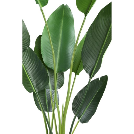 Leaves Plant Green PE Real Touch Strelitzia M
