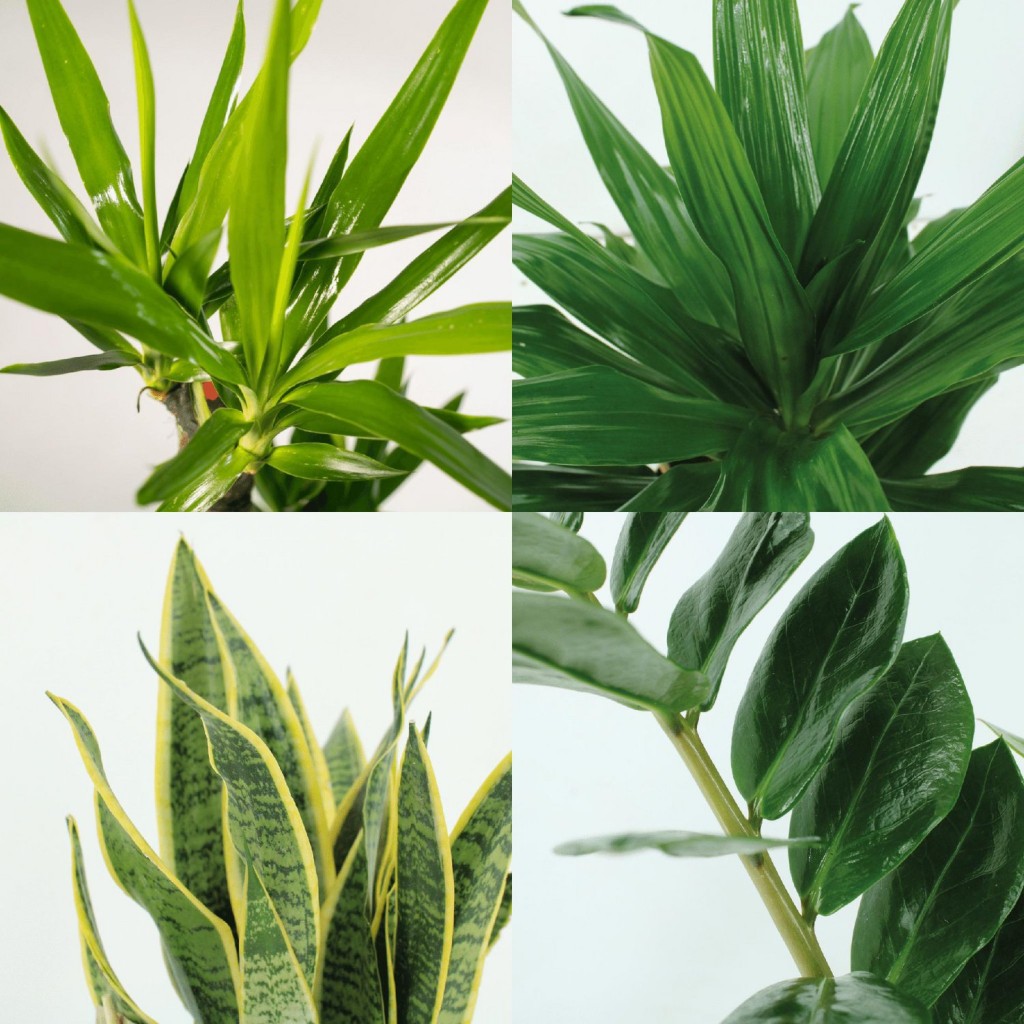 Makkelijke plantenbox - 4 kamerplanten - Ø14-Ø17cm - Diverse hoogtes