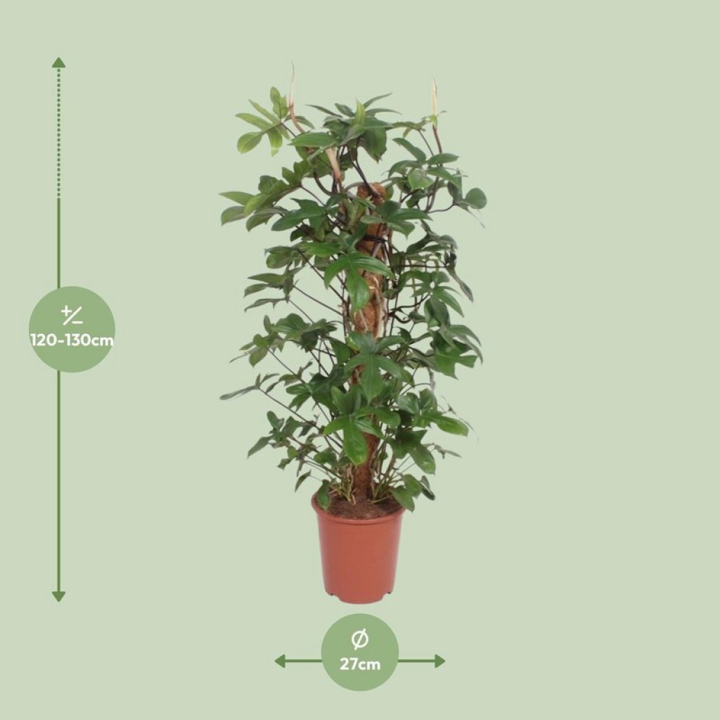 Philodendron Pedatum - Ø27cm - ↕130cm