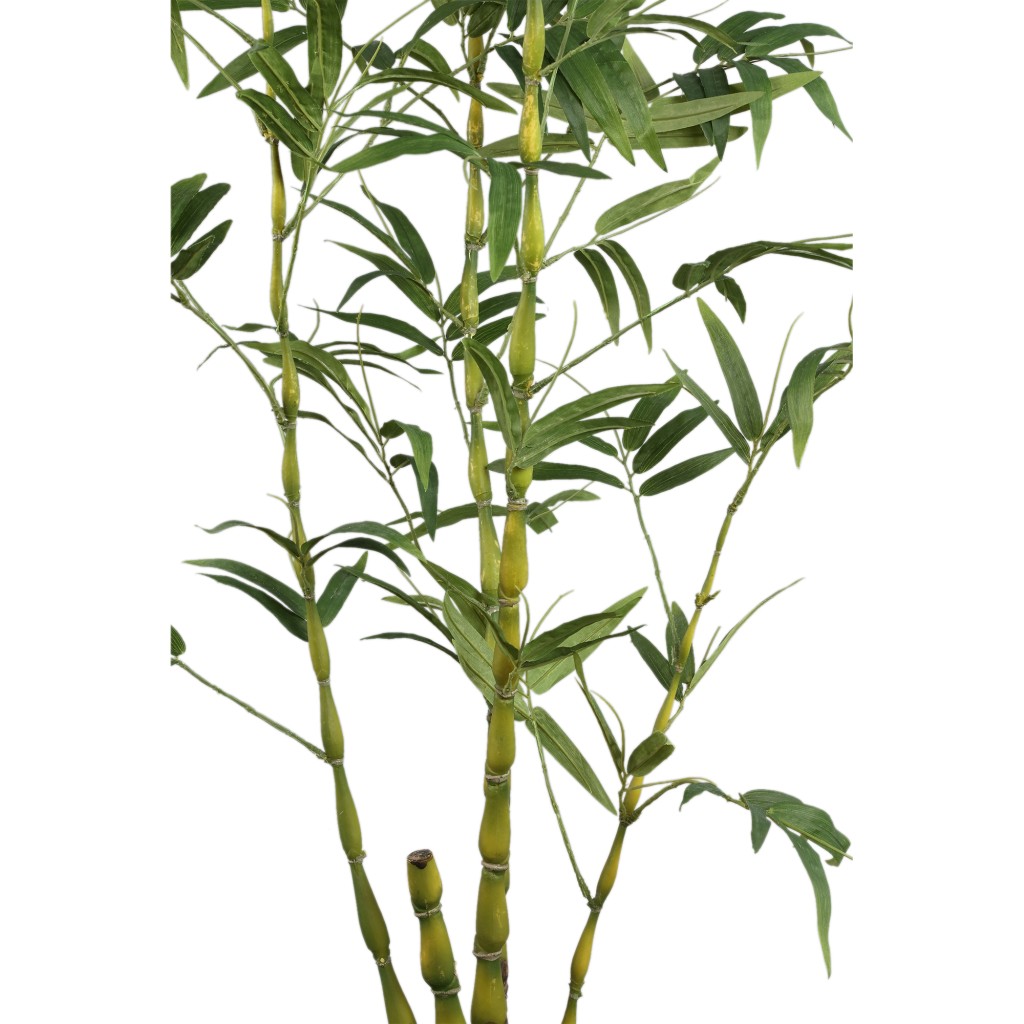Tree Green Bamboo Tree In Pot