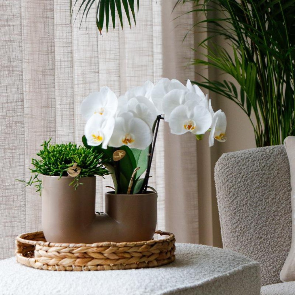 Kolibri Orchids | Set van witte orchidee Zürich en Succulent in Tube sierpot Sand - potmaat Ø9cm | bloeiende kamerplant - vers van de kweker