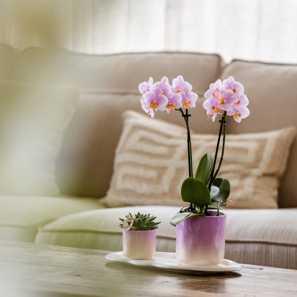 Kolibri Company | Plantenset Valentijn 'Gradience Pink' | Paarse Phalaenopsis Orchidee Vienna en Succulent incl. keramieken sierpotten
