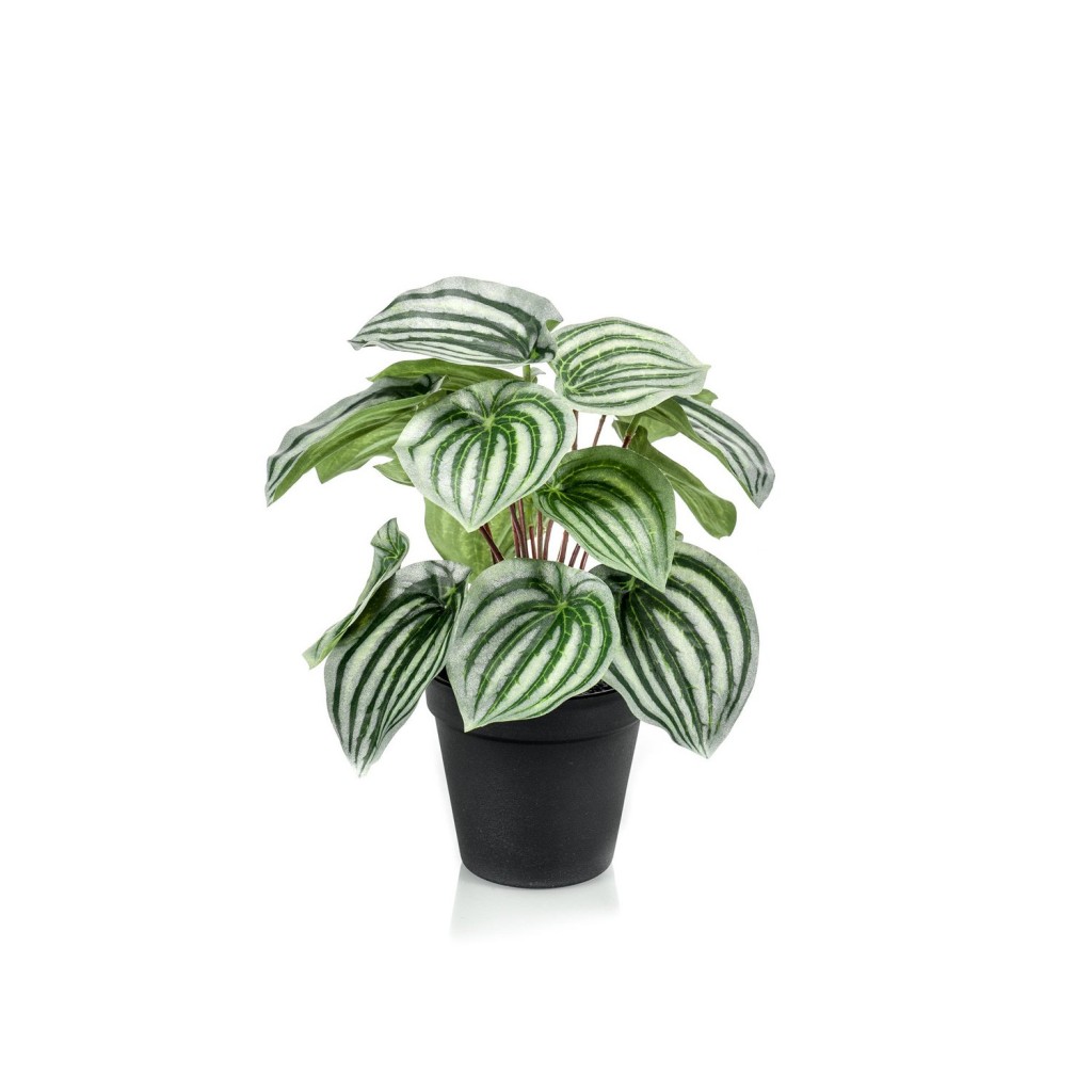 Kunstplant - Peperomia Argyreia - Watermelon -25 cm