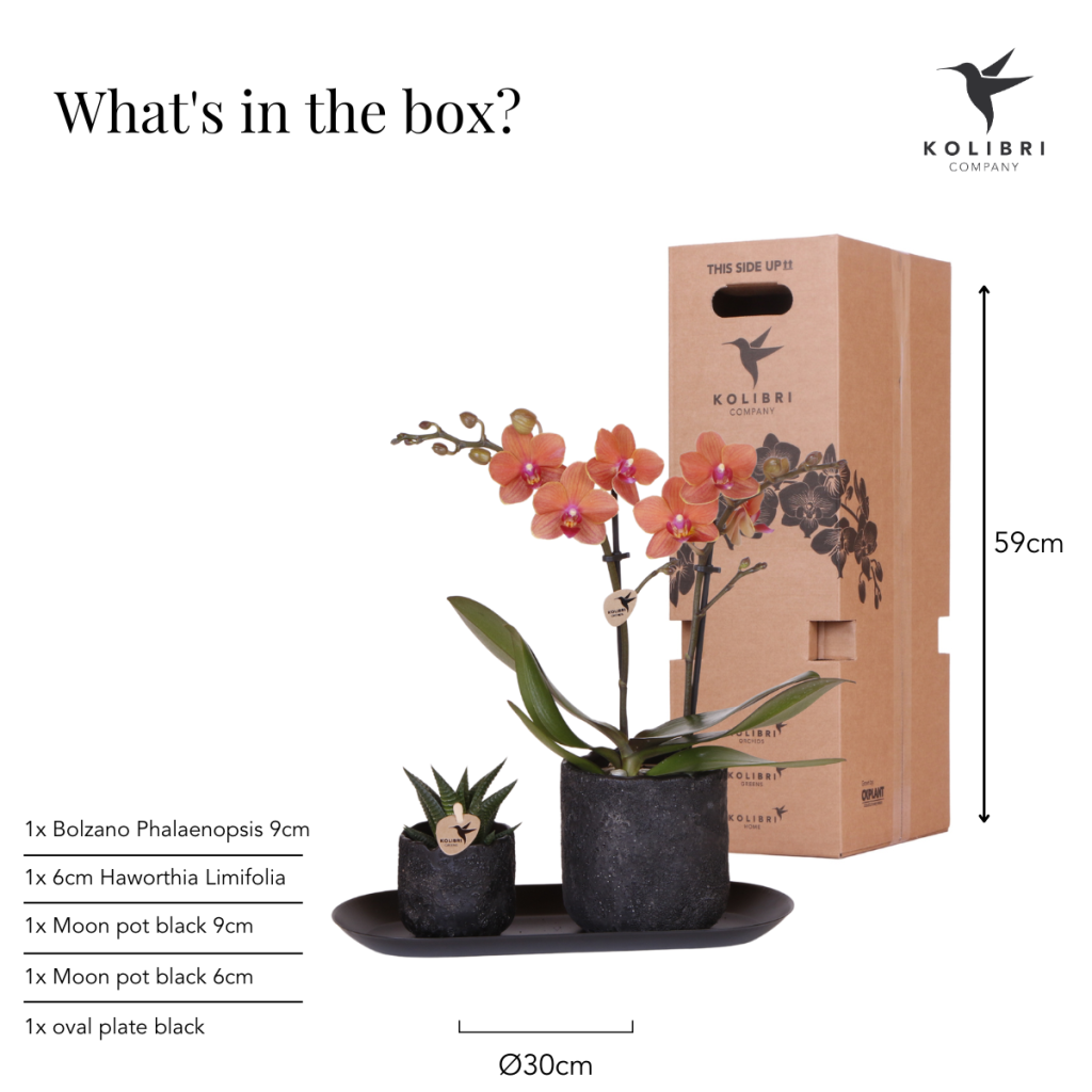 Kolibri Company | Plantenset Urban Nature small | Oranje Phalaenopsis Orchidee Bolzano en Succulent incl. keramieken sierpotten op zwart dienblad