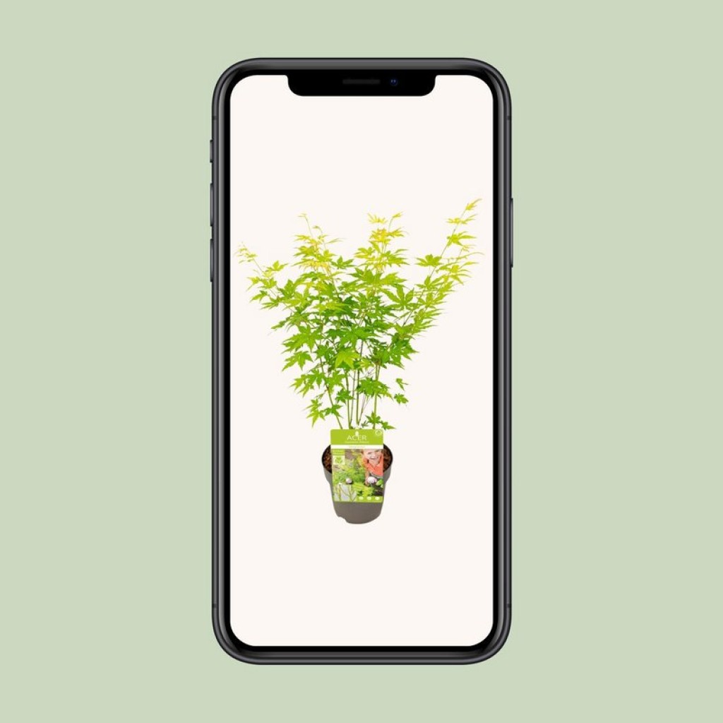 Acer palmatum Going Green - Ø15cm - ↕30cm