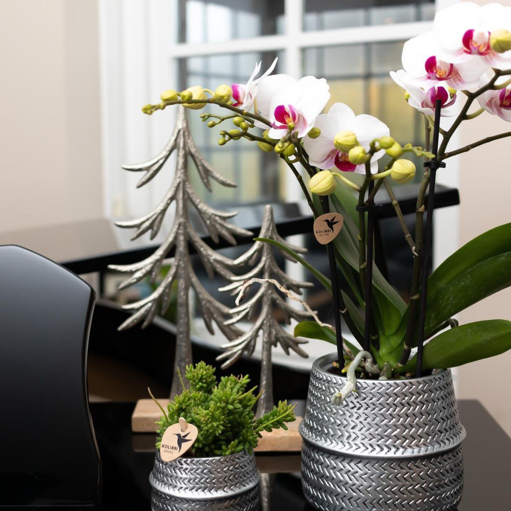 Kolibri Orchids | witte Phalaenopsis orchidee potmaat Ø9cm | Gibraltar | bloeiende kamerplant - vers van de kweker