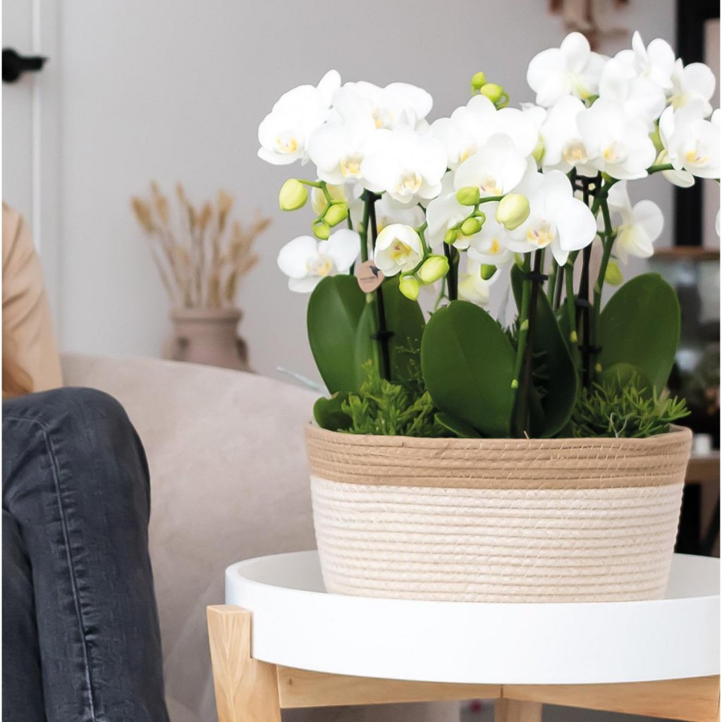 Kolibri Home | Cotton Basket dish wit - Cotton gevlochten schaal met wit detail - potmaat Ø30cm