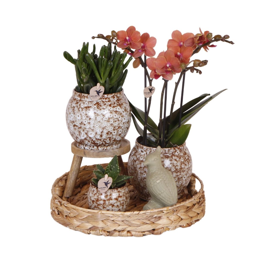 Kolibri Company | Gift set Untamed Nature | Plantenset met rode Phalaenopsis Orchidee en Succulenten incl. keramieken sierpotten