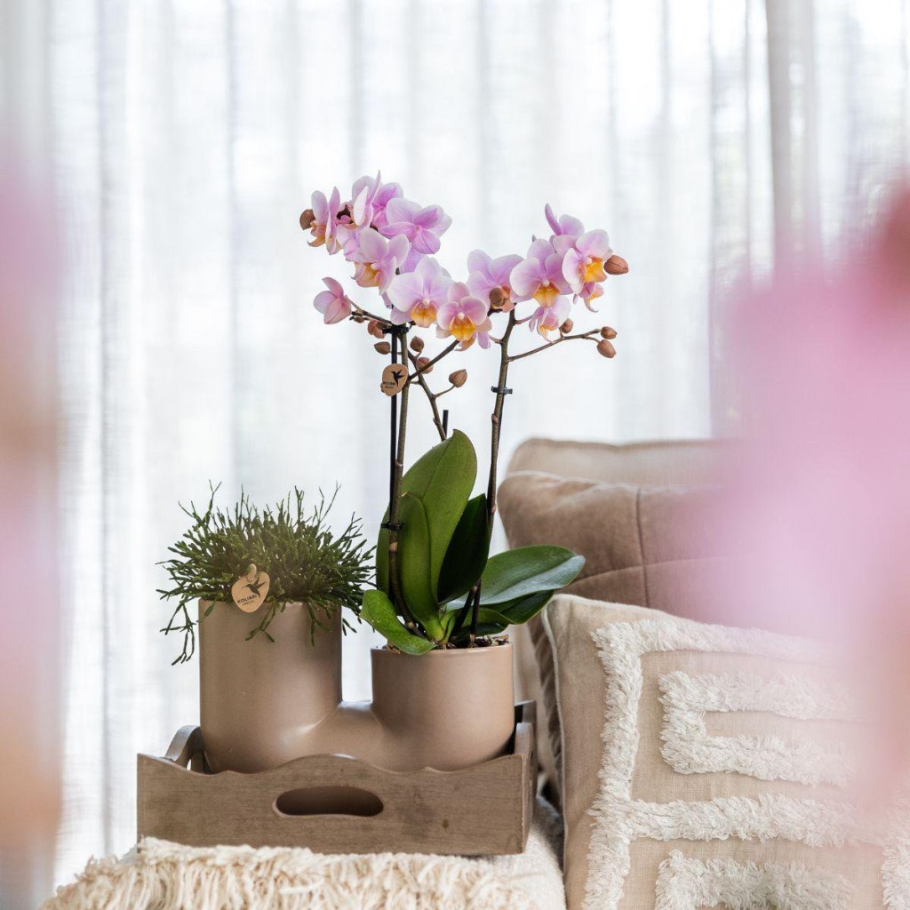 Kolibri Orchids | Set van witte orchidee Zürich en Succulent in Tube sierpot Sand - potmaat Ø9cm | bloeiende kamerplant - vers van de kweker
