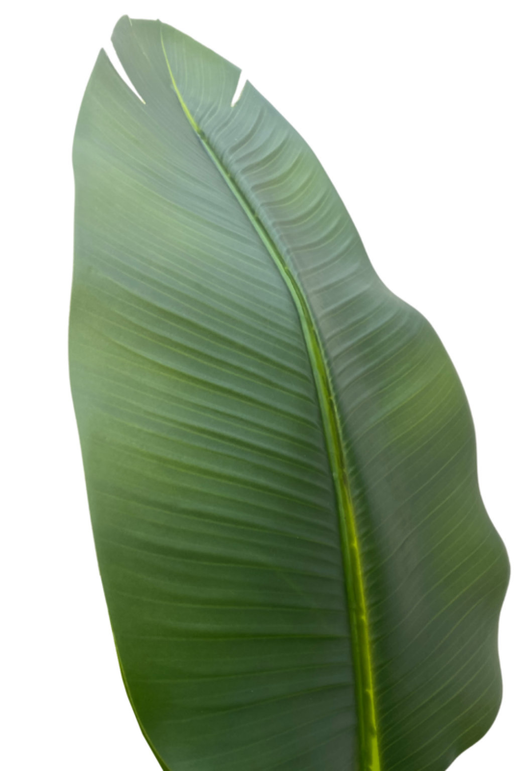 Artificial Strelitzia Plant 210cm