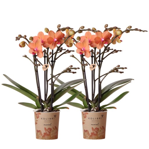 Kolibri Orchids | Combi Deal 2 Oranje Phalaenopsis Orchideeën Bolzano | Kamerplant
