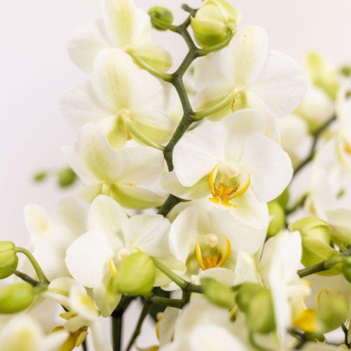 Kolibri Orchids | witte orchideeënset in Como dish incl. waterreservoir | drie witte orchideeën Lausanne 9cm | Mono Bouquet wit met zelfvoorzienend waterreservoir