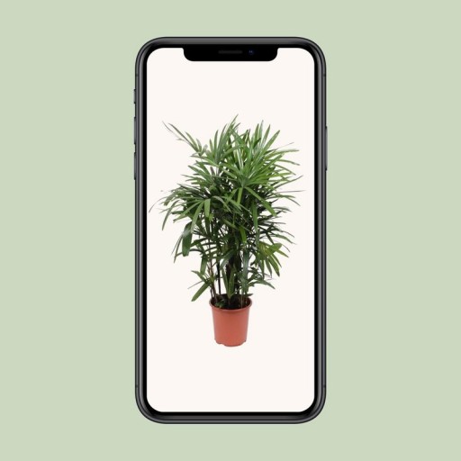 Rhapis Excelsa - Ø27cm - ↕120cm