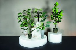 Tree Green Leaf Ravenala In Black Pot S