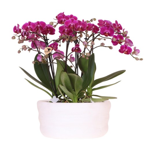 Kolibri Orchids | paarse orchideeënset in Como dish incl. waterreservoir | drie paarse orchideeën Morelia 9cm | Mono Bouquet paars met zelfvoorzienend waterreservoir