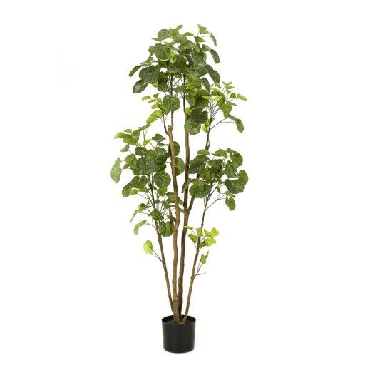 Kunstplant - Polyscias - Aralia - 160 cm