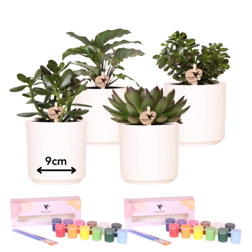 Kolibri Creatives | Verfpakket voor 4 Bloempotten met Succulenten | Voor Beginners