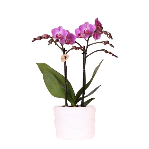 Kolibri Orchids | Donkerroze orchidee Vienna 9cm in Como pot incl. waterreservoir