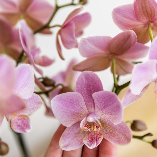 Kolibri Orchids | Oudroze Phalaenopsis orchidee - Jewel Treviso - potmaat Ø12cm | bloeiende kamerplant - vers van de kweker