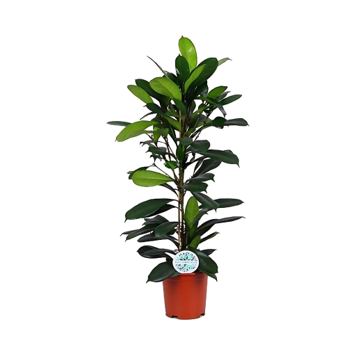 Ficus Cyathistipula | Afrikaanse Vijgenboom Ø27 cm -120 cm | Makkelijke Kamerplant