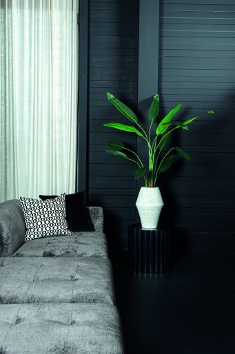 Ravenala Boom | Groen Blad | Zwarte Pot – S – 120 cm