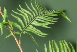 Fern Plant Green Sword Fern Plant In Black Pot